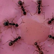 Ameisen: Die Insekten machen vor, wie Massenpaniken vermieden werden können.  Keystone