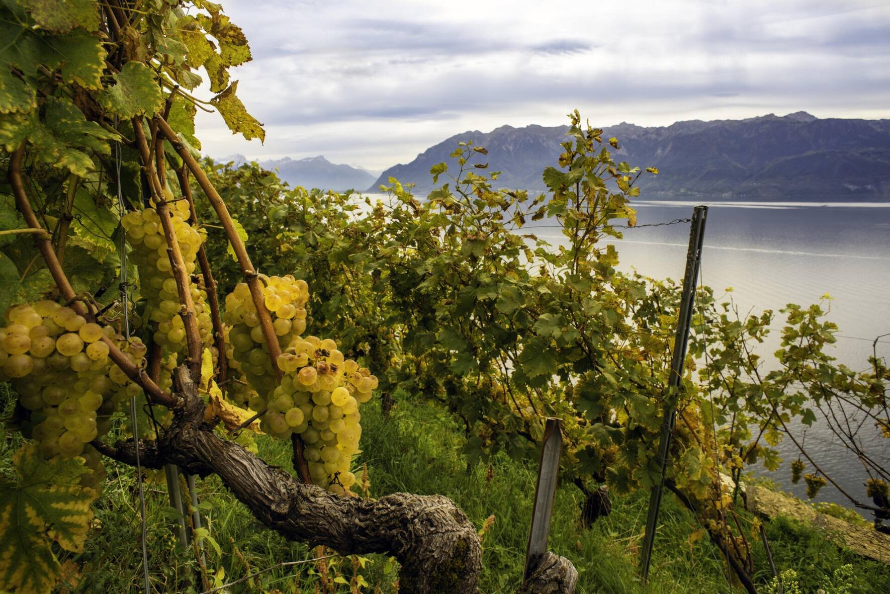 Chasselas hat weniger Säure als Sorten wie Sauvignon blanc oder Riesling. Sein Reiz liegt in den subtilen Noten, die im Laufe der Flaschenreife zu Hochform auflaufen.