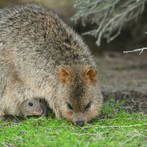 Quokkas: Die Zöglinge bleiben knapp ein Jahr im Känguru-Beutel.