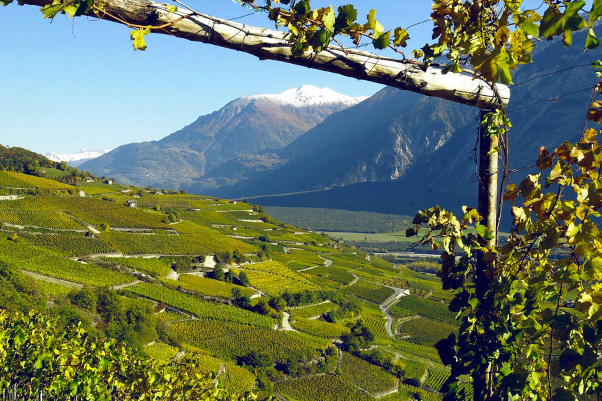 Sechs Kilometer durch diese herrliche Landschaft inmitten der Reben – von Museum zu Museum. Und gestärkt durch Raclette und Fendant…