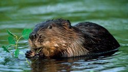 Biber: Die Nagetiere bauen Dämme zum Schutz vor Feinden. Arterra / Kontributor/ Getty Images