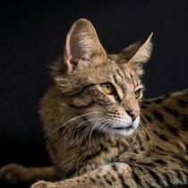 Tony II heisst der Chefkater unter den Savannahs bei Corina Müller-Rohr zu Hause. Er ist genau zwei Jahre alt.