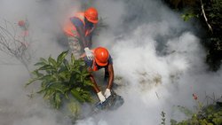 Mückenbekämpfung: Bisher haben sich zwei Schweizer mit dem Zika-Virus angesteckt.  Keystone