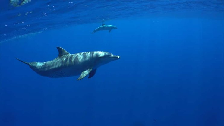 Jeder Delfin hat einen Namen, der aus einer Abfolge von Pfeiftönen besteht, die der Delfin für sich selber kreiert hat.
