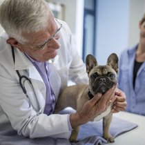 Für viele Menschen sind Hunde und Katzen wichtige Begleiter.