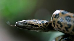 Solitäres Tier: Schlangen gelten als heimtückisch, verlogen und unberechenbar. Keystone