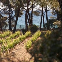 Domaines Ott Clos Mireille