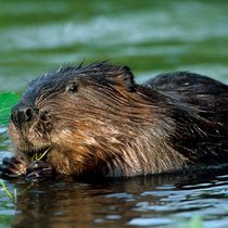 Biber: Die Nagetiere bauen Dämme zum Schutz vor Feinden. Arterra / Kontributor/ Getty Images
