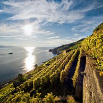 Die steilen, terrassierten Rebberge des Lavaux gehören seit 2007 zum Unesco-Weltkulturerbe. Die 10'000 Rebterrassen werden von Rebmauern gestützt, die aneinandergereiht rund 450 Kilometer lang wären.