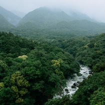 River running through lush green forest in rain, Yakushima Island, Japan