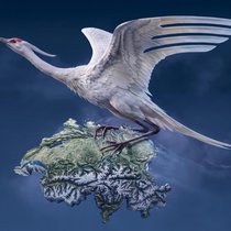 Der deutsche Kranich der Lufthansa-Gruppe krallt sich die Schweizer Kundschaft – in Form von massiv hohen Flugtarifen auf Monopolstrecken von und nach Zürich und Genf.
