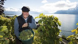 Wümmet am Genfer See: Jean-Claude Biver in den Trauben von Saint-Saphorin. (Bild: Keystone)
