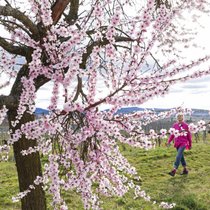 Weinwandern im Frühling: Die Reben zeigen schüchterne Ansätze von jungen Blättchen, aber Bäume und Blumen zwischen den Rebzeilen blühen um die Wette.