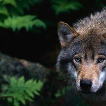 Gemäss neuerer Managementliteratur ein Vorbild: der Wolf.