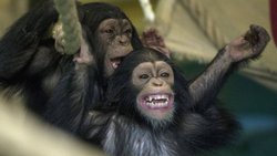 Der tierische Humor ist einfach. Er besteht nur aus Slapstick und Comedy.