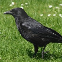 Gute Orientierung: Rabenkrähen finden ihre vergrabenen Nüsse immer wieder. Wikimedia Commons/CC