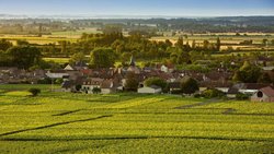 Domaine Leflaive: Das Familienweingut in Puligny-Montrachet gibt es seit 1717. Es gehört zu den renommiertesten Weissweingütern der Welt.
