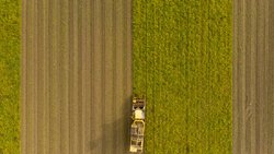 Monokultur birgt Risiken: Zuckerrüben-Feld in der Waadt mit am Closterovirus erkrankten Pflanzen.