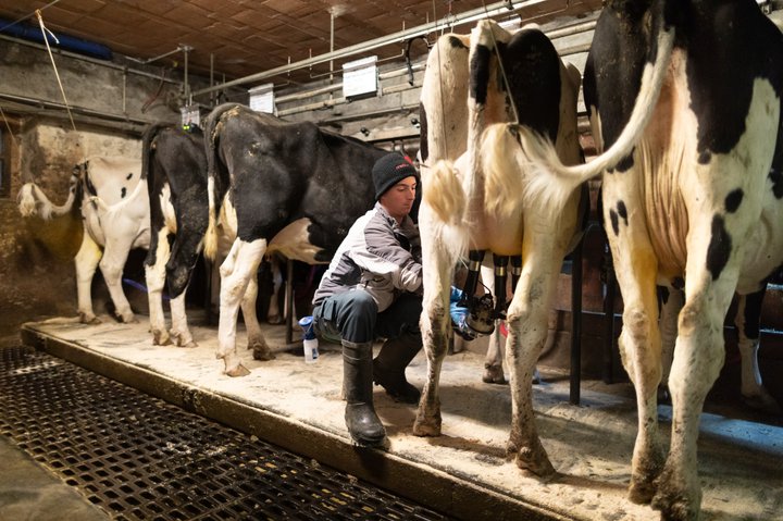 Damit soll ein weiterer Abbau des Milchkuhbestands verhindert werden.