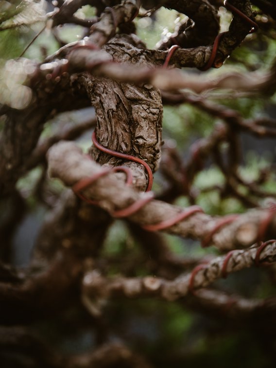 BONSAI & Porrtrait von Johannes Zulauf