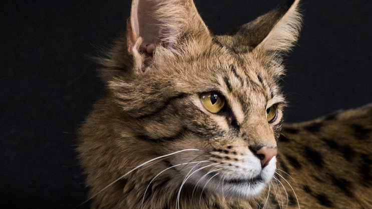 Tony II heisst der Chefkater unter den Savannahs bei Corina Müller-Rohr zu Hause. Er ist genau zwei Jahre alt.