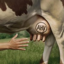 Die Löhne der Angestellten und Lohnkosten der Arbeitgeber sind die neue Milchkuh der Politik.
(Diese Illustration wurde von einem KI-Modell generiert und von einem Menschen überprüft und finalisiert.)