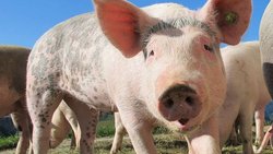 Das Schwein wird der UBS zum Verhängnis in China.