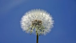 Natur: In der Bewertung von grünen Aktien gibt es starke Abweichungen. Pixabay