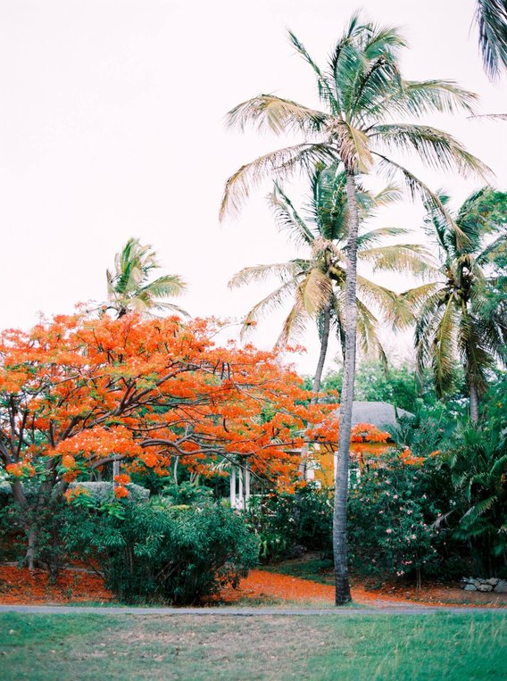 Flammenbäume, Kokospalmen und tropische Vegetation prägen das Bild der Insel.