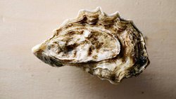 Glitschig oder göttlich? Hinter der felsenharten Schale verbergen sich ein Geruch und ein Geschmack wie ein Tag am Meer.
