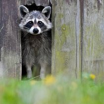 Schaf im Waschbär-Fell: Ein putziger Waschbär lugt durch eine schmale Öffnung eines Lattenzauns im deutschen Sieversdorf.