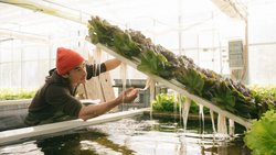 Die Wasserzauberer von Solos: Aquaponik-Anlagen vom Feinsten.