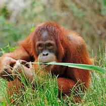 Orang-Utans: In freier Wildbahn sind sie reine Pflanzenfresser.