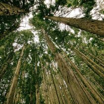 Wald: Wirtschaftlicher Erfolg und Nachhaltigkeit sind kein Gegensatz. Pixabay
