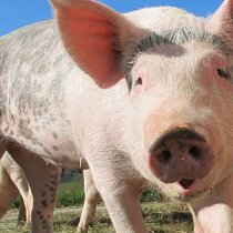 Das Schwein wird der UBS zum Verhängnis in China.