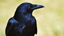Krähe: Der schwarze Vogel kann denken und handeln.  Pixabay
