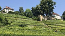 Die Region Vully am Murtensee – im Bild die Rebberge von Salavaux – ist die einzige interkantonale Weinappellation der Schweiz.