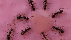 Ameisen: Die Insekten machen vor, wie Massenpaniken vermieden werden können.  Keystone