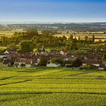Domaine Leflaive: Das Familienweingut in Puligny-Montrachet gibt es seit 1717. Es gehört zu den renommiertesten Weissweingütern der Welt.