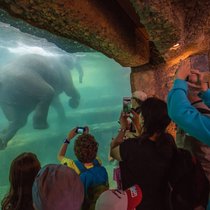 SANFTE RIESEN Im Elefantenpark des Zoos Zürich kann man die Dickhäuter bestaunen – und erfährt, wie sich der Zoo seit zehn Jahren für den Schutz von wild lebenden Elefanten engagiert.