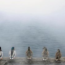 Gewohnheitstiere: Nicht nur Enten sondern auch Menschen klammern sich gerne an Gewohnheiten.Keystone