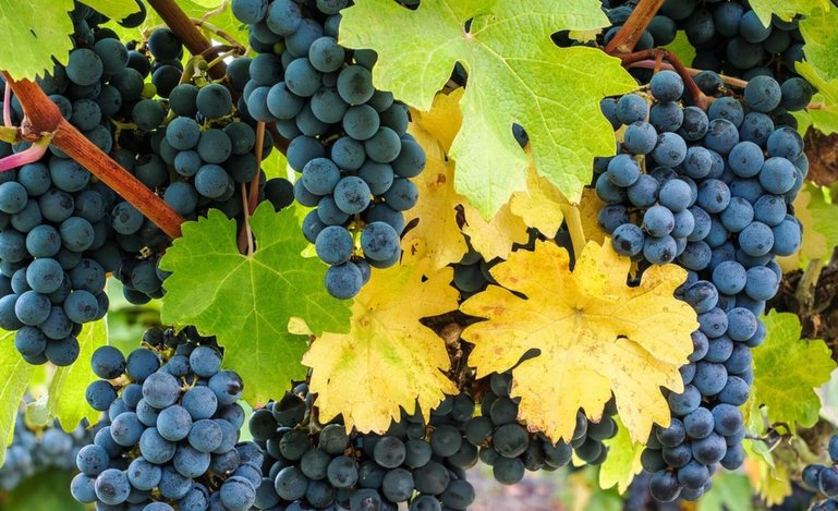 Dass Cabernet Franc (im Bild) und Cabernet Sauvignon eine Vater-Sohn-Beziehung haben, zeigt schon die Form der Blätter.