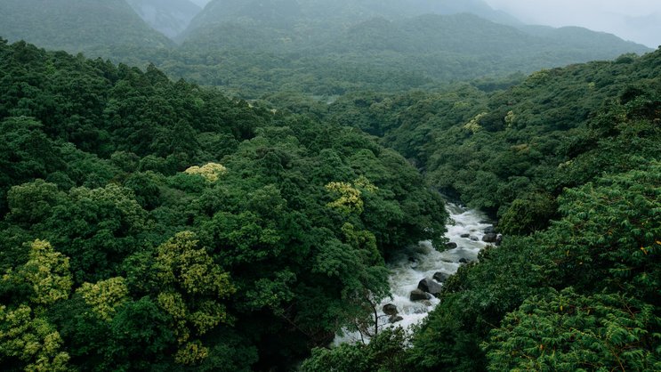 River running through lush green forest in rain, Yakushima Island, Japan