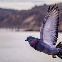 An einer Auktion wurde der höchste Preis für einen Vogel bezahlt – 1,7 Millionen Franken. (Symbolbild)