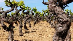 Es kommt auf die Sorte und aufs Alter an: Diese knorrigen Reben in Südfrankreich wurzeln tief und sind genügsam. Sorten wie Grenache kommen gut mit Hitze und Trockenheit zurecht.