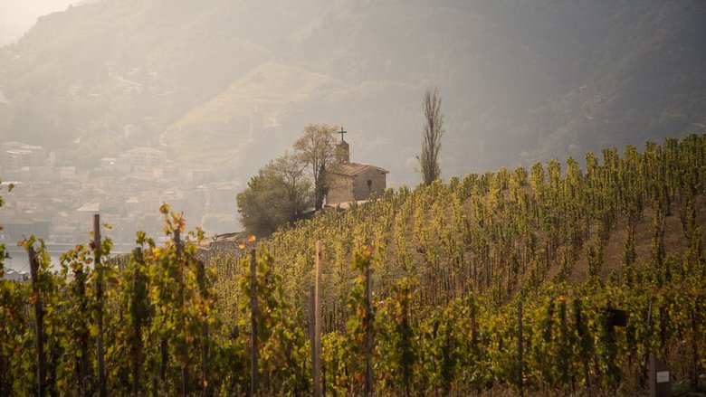 Der Hermitage-Hügel im nördlichen Rhonetal ist die Spitzenlage für Syrah.