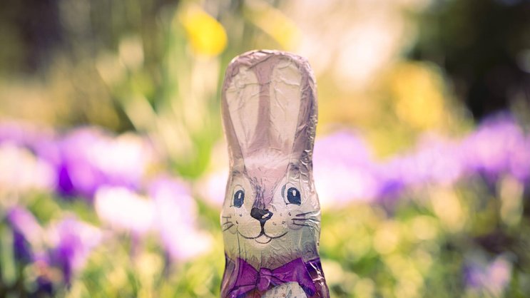 Schoko-Osterhase vor Blumenbeet.
