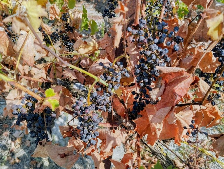 Ein, zwei Tage über 35 Grad können Reben überstehen. Dauert die Hitze länger, schaltet die Pflanze in den Wassersparmodus. Blätter werden dürr, Beeren trocknen ein.