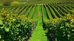 Der Gamaret wurde in der Waadt «geboren» bzw. aus Gamay und Reichensteiner gekreuzt. Die grösste Fläche nimmt er mit 146 Hektar in seinem Heimatkanton ein (im Bild die Waadtländer Côte).