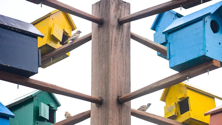 Nebenbeschäftigungen: «Vogelhäuschen bauen»